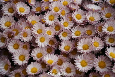 秋水映花容，600余种花卉绽放京城水岸！