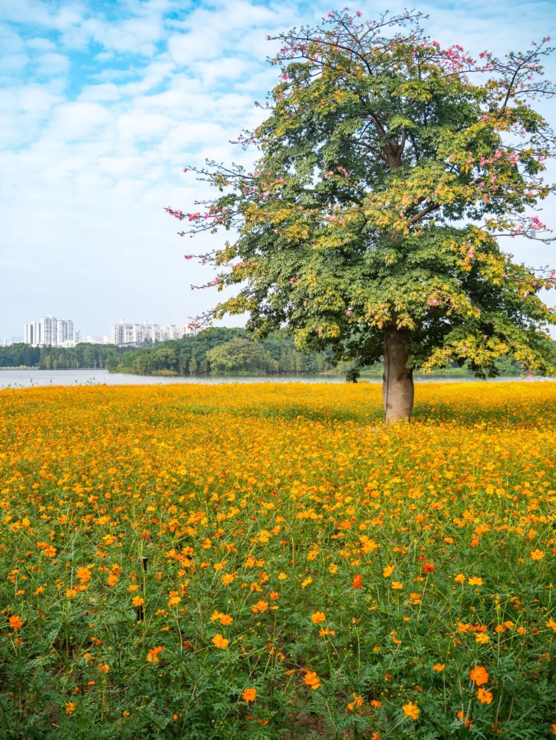 广州市区上万平方米“金色花海”,进入最佳观赏期 广州市区上万平方米“金色花海”,进入最佳观赏期