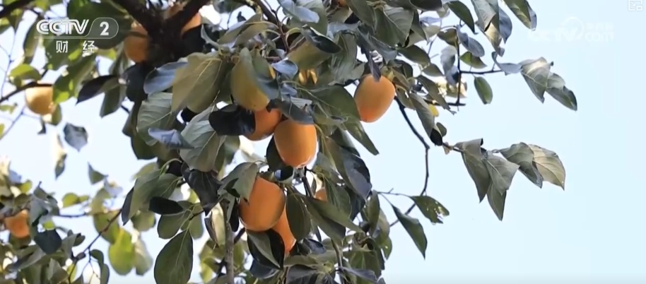 兴农、富农!“甜蜜产业”激活“农业+文旅+文化”多元融合新活力 兴农、富农!“甜蜜产业”激活“农业+文旅+文化”多元融合新活力