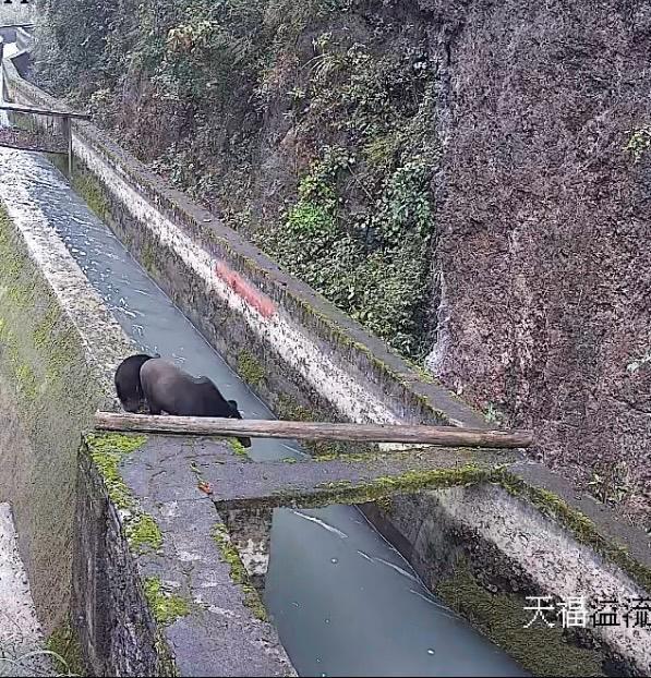 真熊出没！湖南常德现多只黑熊大的两三百斤，壶瓶山保护区：熊妈带崽觅食，为冬眠准备