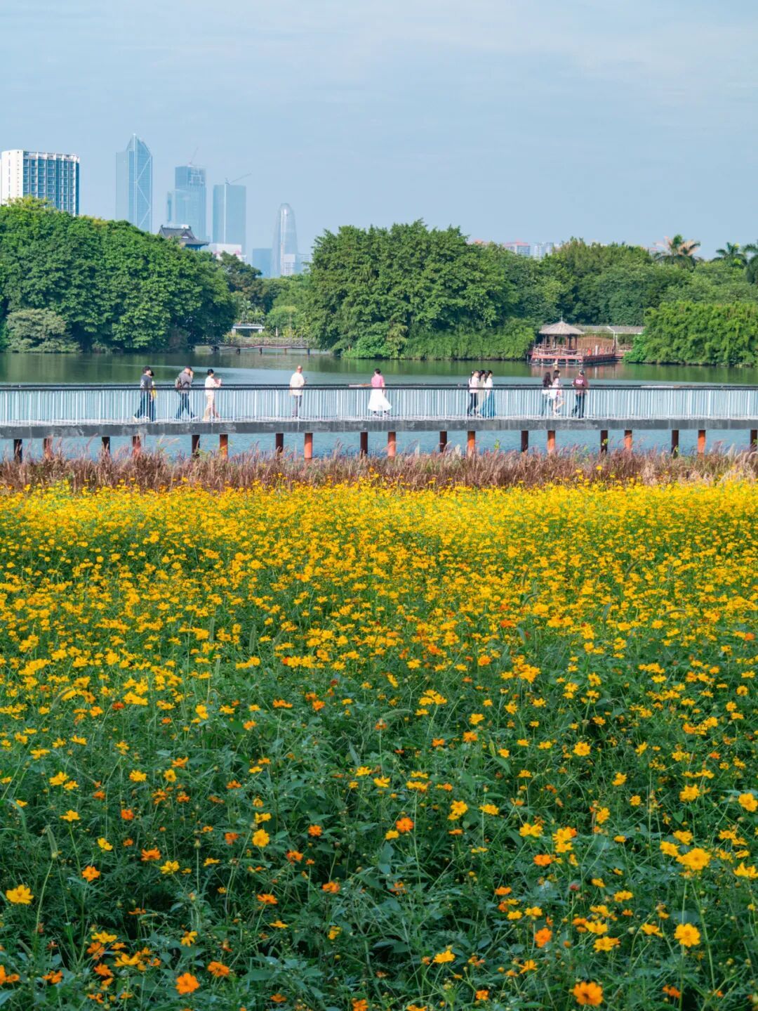 广州市区上万平方米“金色花海”,进入最佳观赏期 广州市区上万平方米“金色花海”,进入最佳观赏期