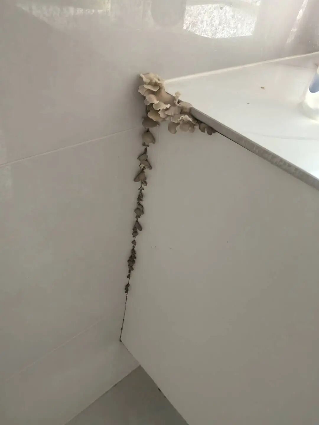 定制浴室柜使用不足一年长出蘑菇!菌类种植专业人士:可能有毒 定制浴室柜使用不足一年长出蘑菇!菌类种植专业人士:可能有毒