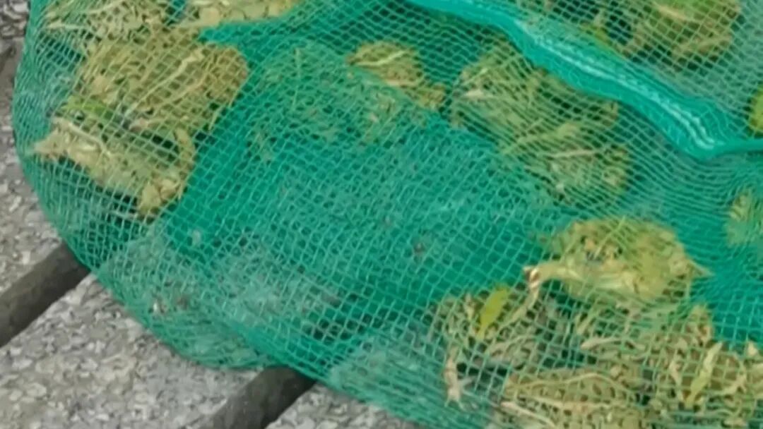 贵阳一菜场有人私自捕捉并公开售卖“农田卫士”？专家提醒：可能违法！