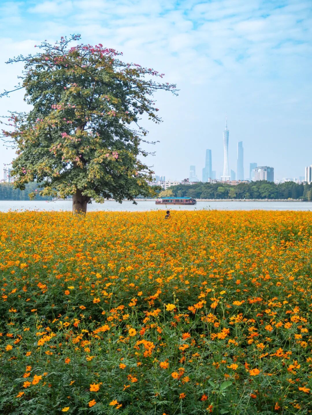 广州市区上万平方米“金色花海”,进入最佳观赏期 广州市区上万平方米“金色花海”,进入最佳观赏期