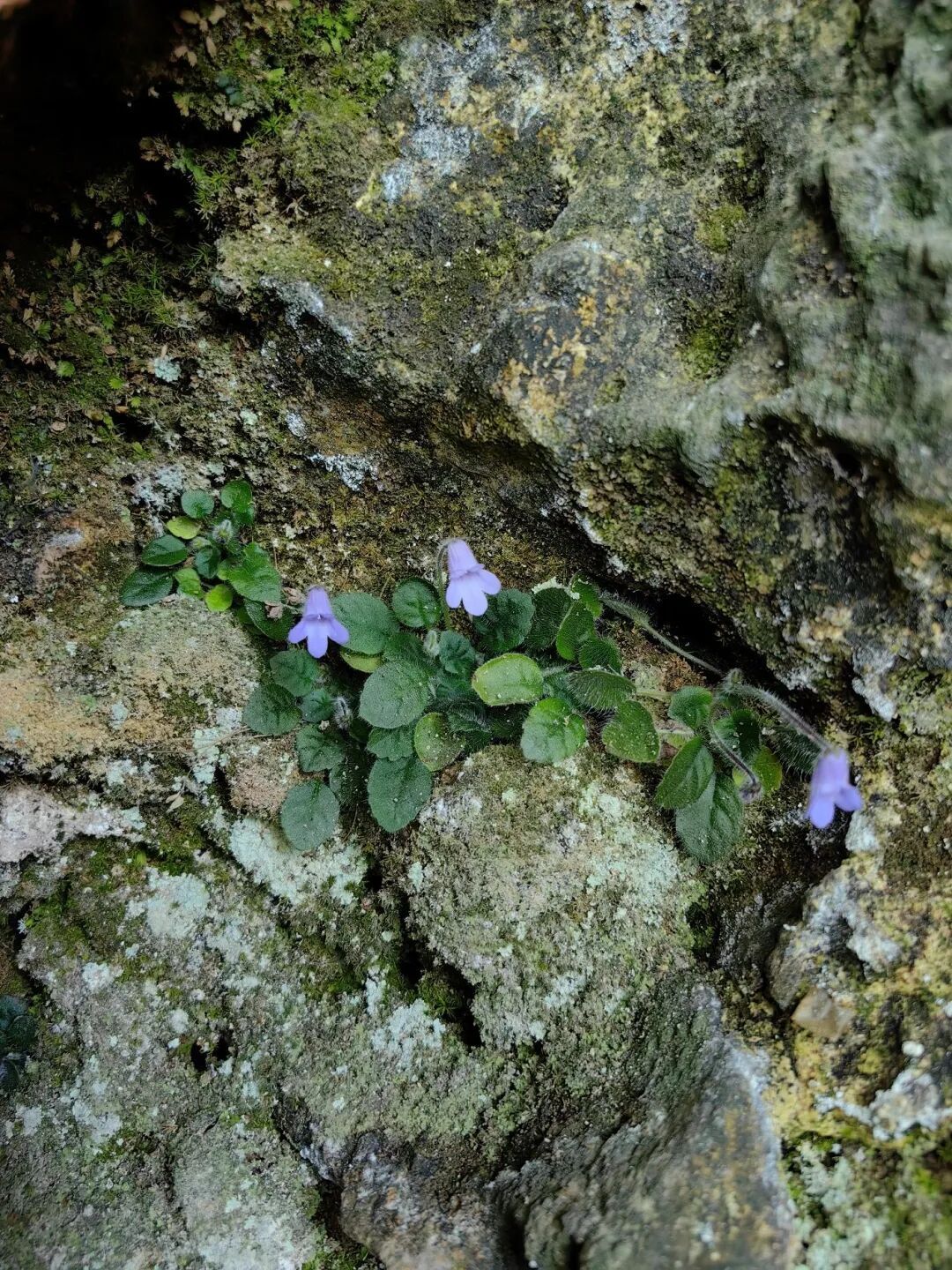 四川发现植物新种：彭州石蝴蝶