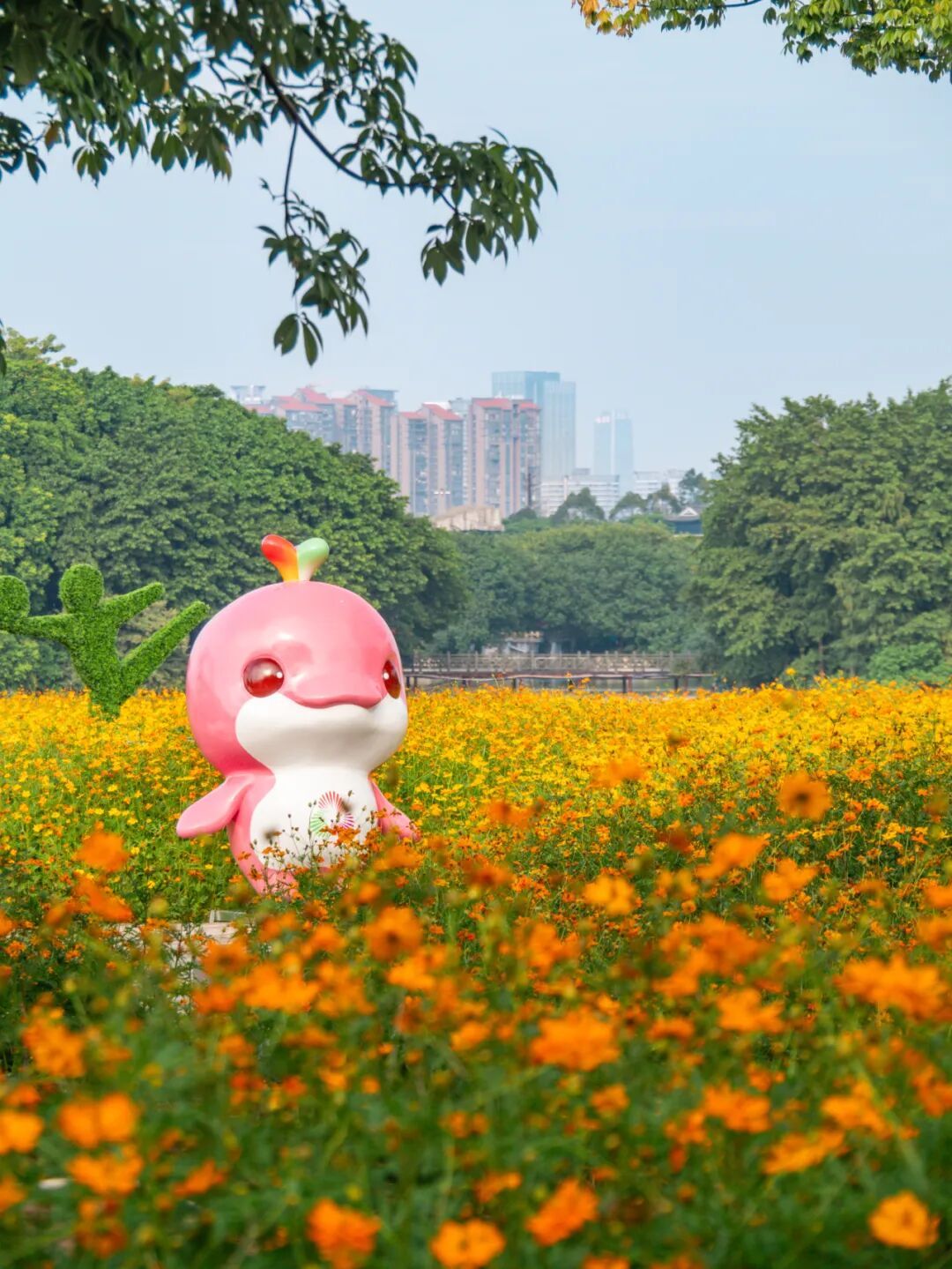 广州市区上万平方米“金色花海”,进入最佳观赏期 广州市区上万平方米“金色花海”,进入最佳观赏期