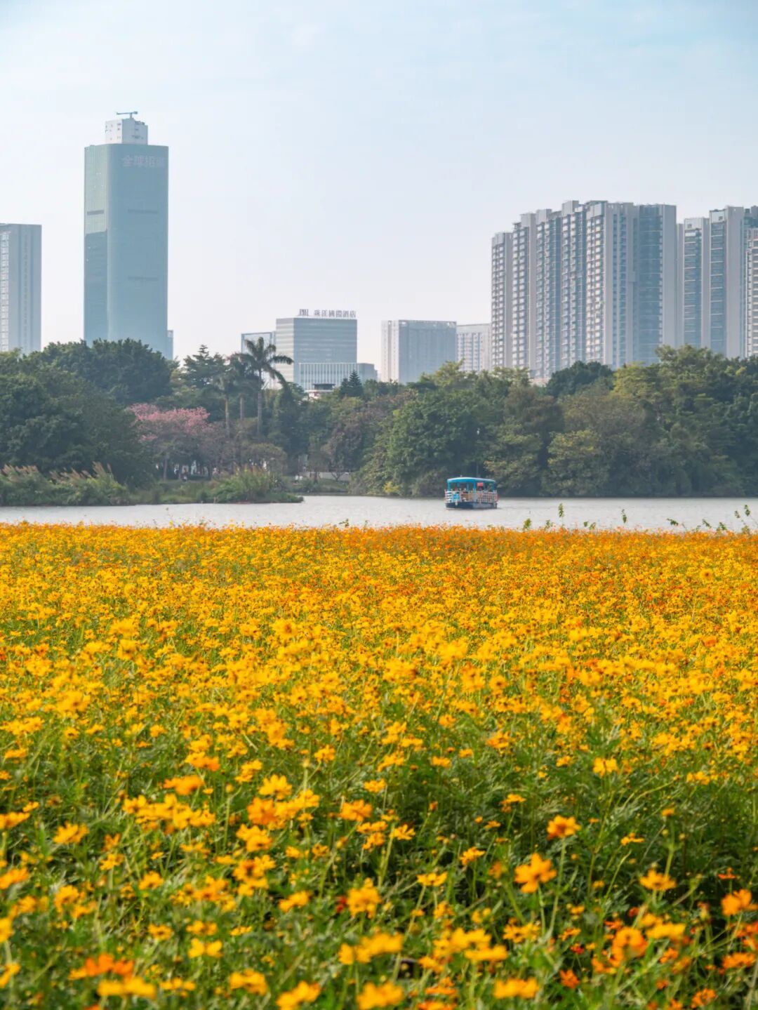 广州市区上万平方米“金色花海”,进入最佳观赏期 广州市区上万平方米“金色花海”,进入最佳观赏期