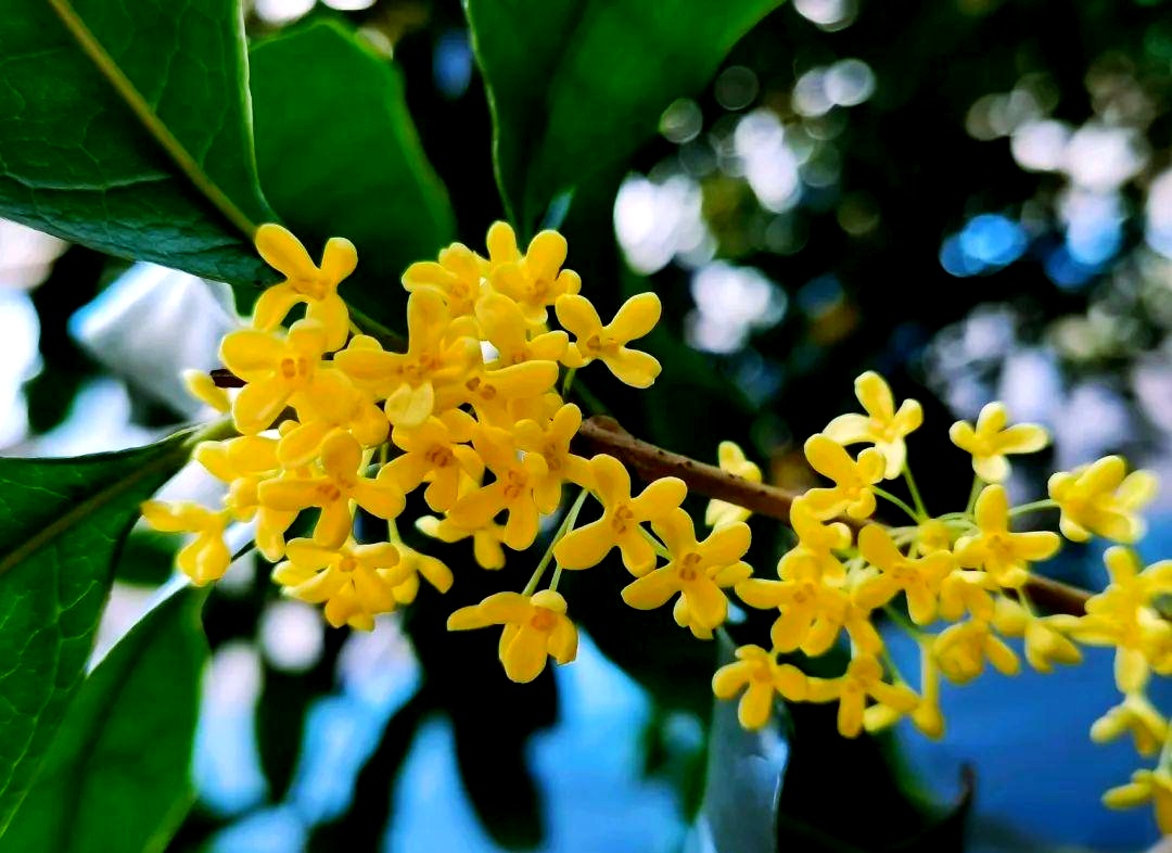 无风也无雨,浙江最舒服的时候到了!划重点:本周末香气最浓,抓紧出门 无风也无雨,浙江最舒服的时候到了!划重点:本周末香气最浓,抓紧出门