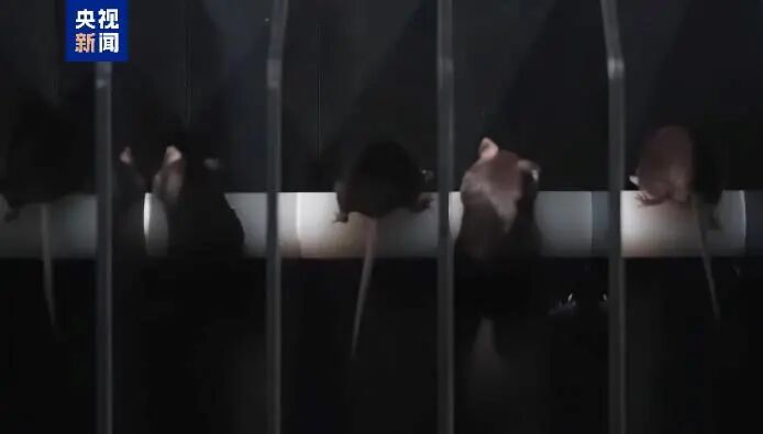 这次神舟发射有哪些“之最”
