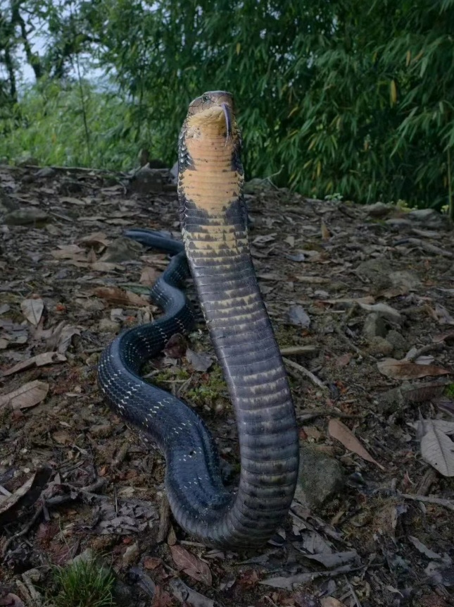 女子山中玩“野生蹦床”,事后得知是蛇窝?专业人士回应 女子山中玩“野生蹦床”,事后得知是蛇窝?专业人士回应