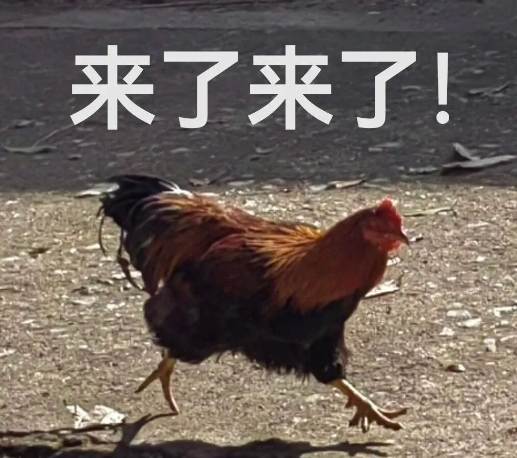 “每一只鸡都有它的使命”,贵州人到底有多爱吃鸡? “每一只鸡都有它的使命”,贵州人到底有多爱吃鸡?