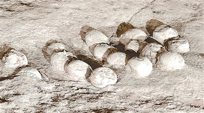 恐龙蛋化石藏着什么秘密 恐龙蛋化石藏着什么秘密