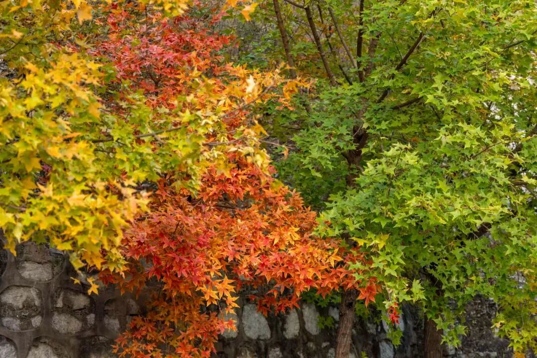 为什么秋天要多去公园走走？三个治愈身心的神奇功效，很多人不知道