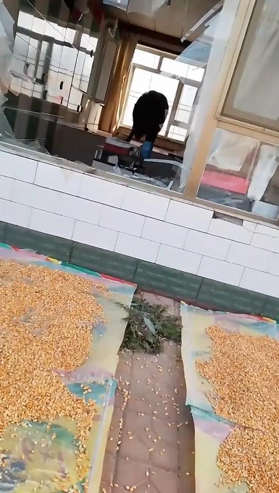 吉林一野猪玉米地偷吃被发现后撞破玻璃冲入超市，逃跑时还撞伤一名老人