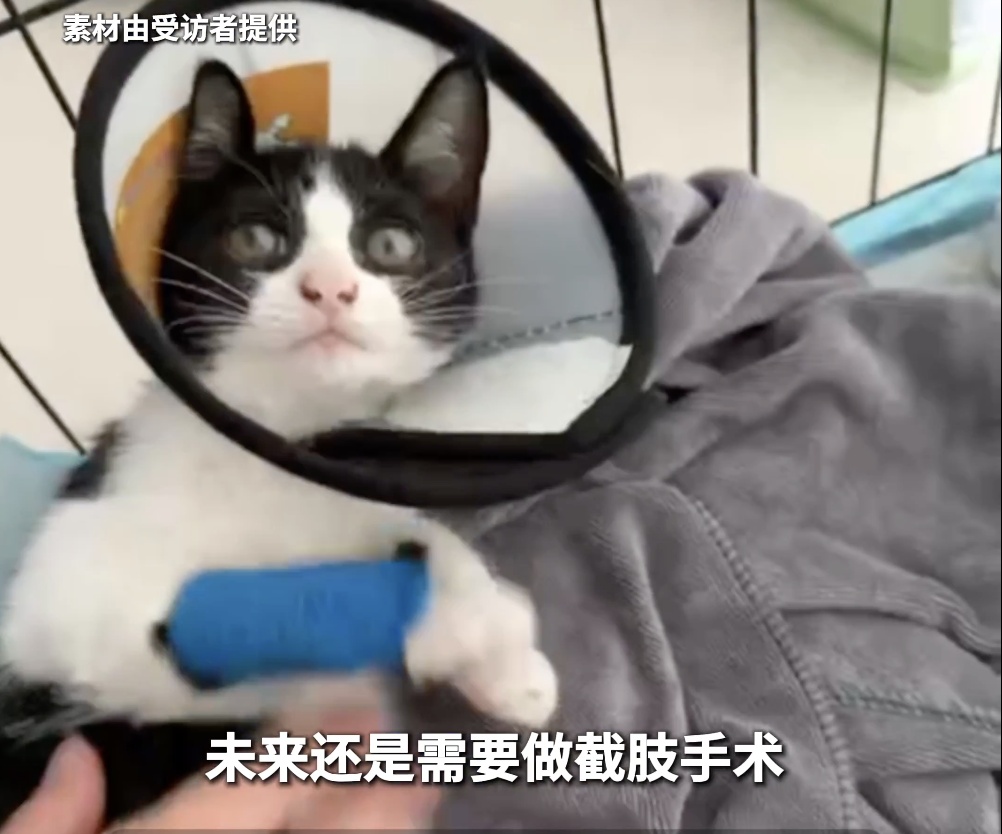 上海地铁“黑猫警长”双腿被夹，市民接力救助，网友：“人好，猫好，上海好！”