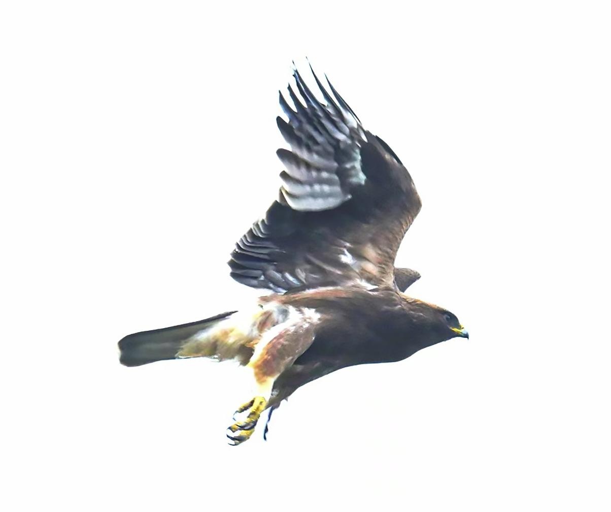 湖南首次记录到靴隼雕并获得清晰影像