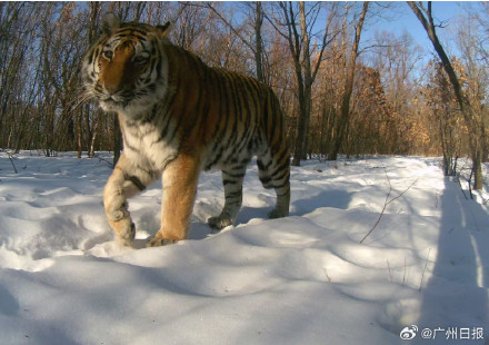 黑龙江虎脸识别上线