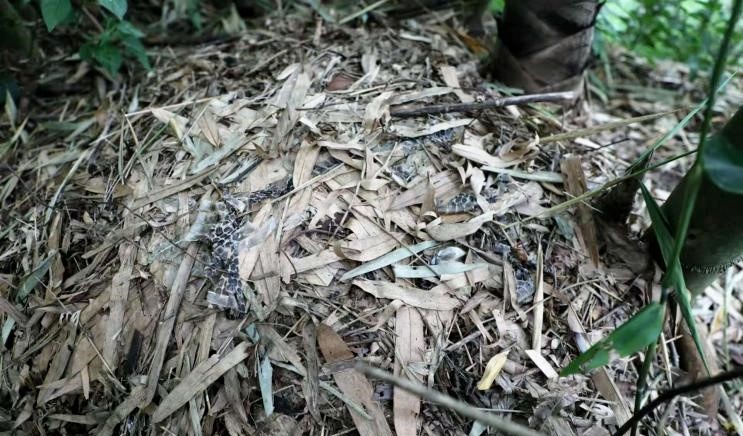 女子山中玩“野生蹦床”,事后得知是蛇窝?专业人士回应 女子山中玩“野生蹦床”,事后得知是蛇窝?专业人士回应