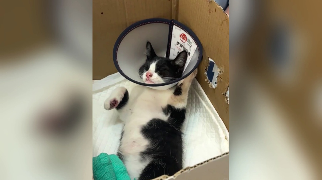 上海地铁“黑猫警长”双腿被夹，市民接力救助，网友：“人好，猫好，上海好！”