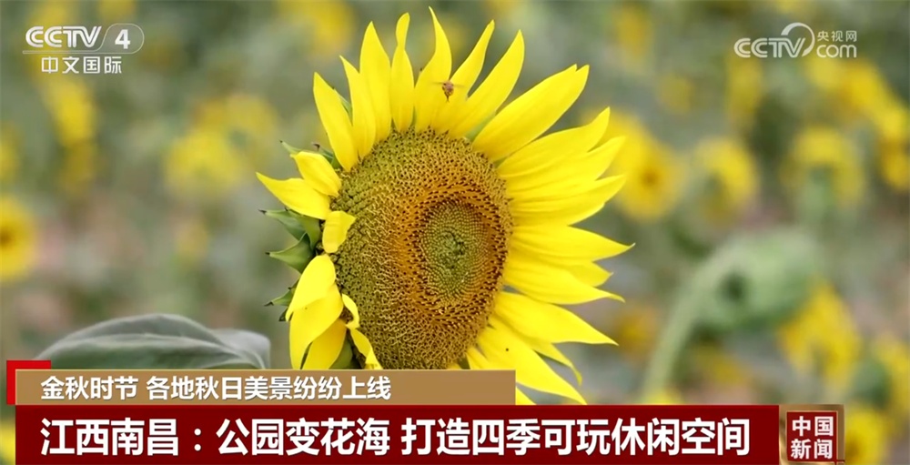 金秋时节各地美景纷纷“上线” 多元业态拓展“秋日经济”新空间