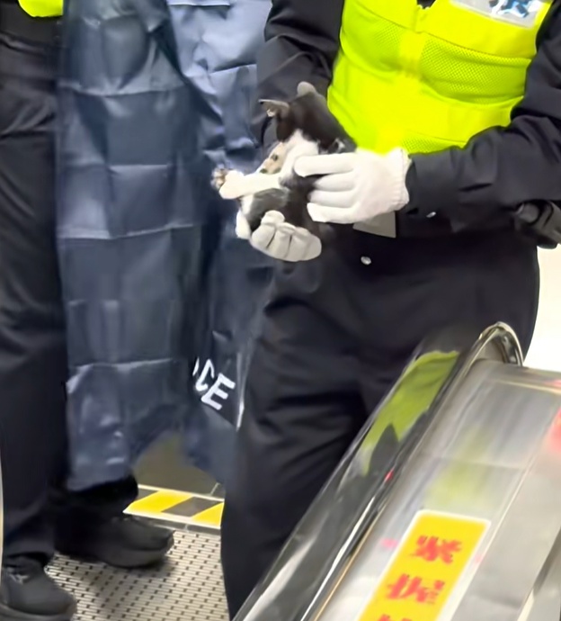 上海地铁“黑猫警长”双腿被夹，市民接力救助，网友：“人好，猫好，上海好！”