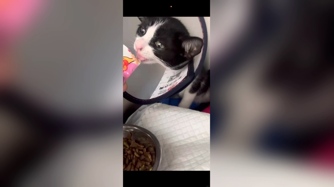 上海地铁“黑猫警长”双腿被夹，市民接力救助，网友：“人好，猫好，上海好！”