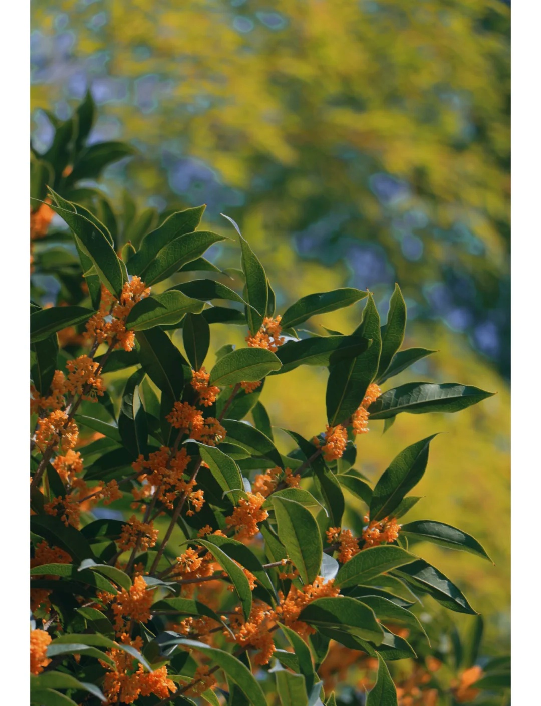 无风也无雨,浙江最舒服的时候到了!划重点:本周末香气最浓,抓紧出门 无风也无雨,浙江最舒服的时候到了!划重点:本周末香气最浓,抓紧出门