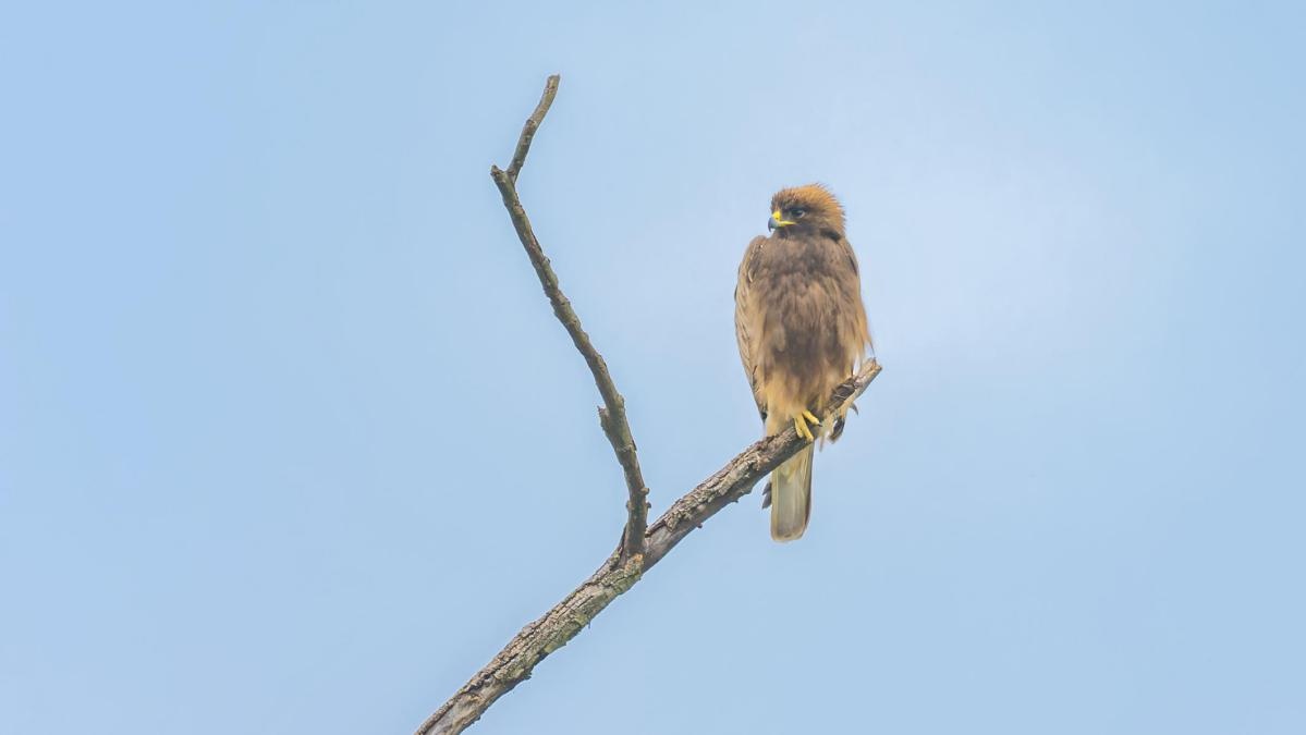 湖南首次记录到靴隼雕并获得清晰影像