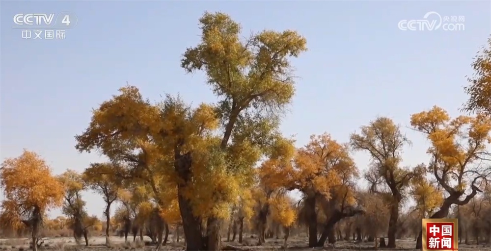 金秋时节各地美景纷纷“上线” 多元业态拓展“秋日经济”新空间