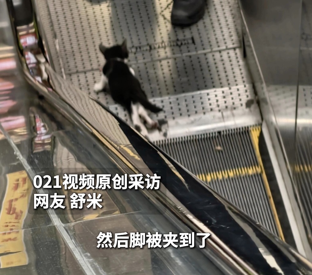 上海地铁“黑猫警长”双腿被夹，市民接力救助，网友：“人好，猫好，上海好！”