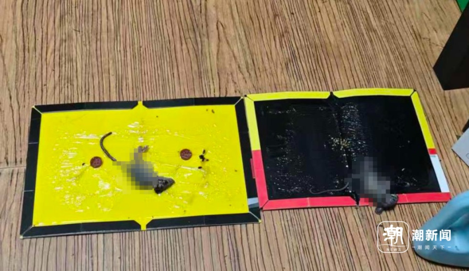 灭鼠公司上门却收效甚微？老人被鼠患困扰3年：家里好吃的它先尝