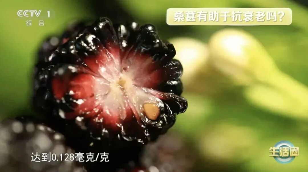 秋冬“神仙果”找到了，让你气血足、睡得好、不显老～叶子也是宝，血压血糖都受益