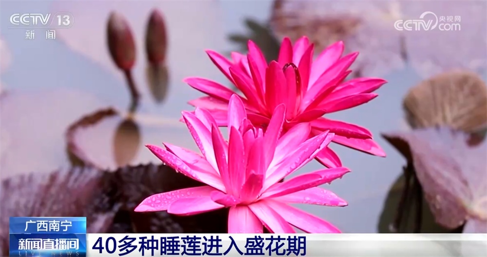 “秋日经济”升温聚人气 “农文旅融合”新玩法展现乡村振兴蓬勃活力