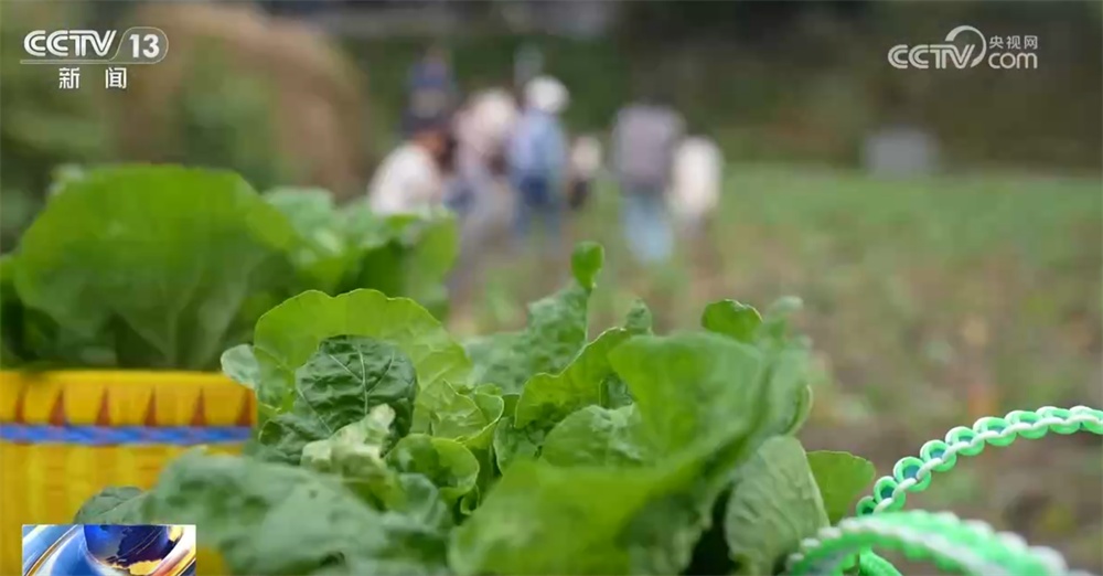“秋日经济”升温聚人气 “农文旅融合”新玩法展现乡村振兴蓬勃活力