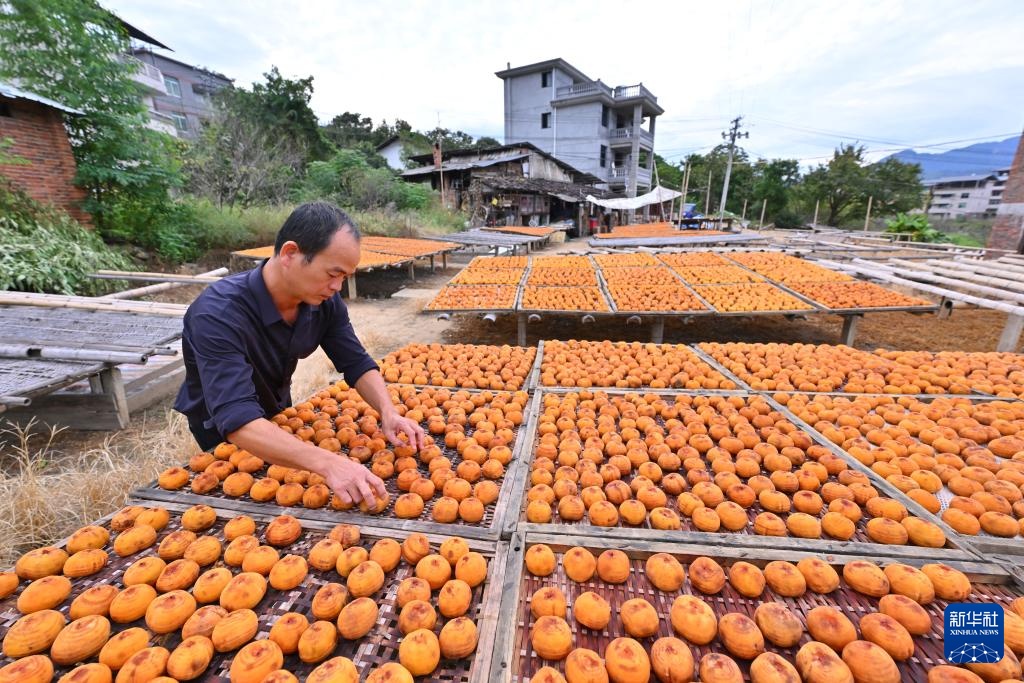 福建永泰:金秋送爽晒好“柿” 福建永泰:金秋送爽晒好“柿”