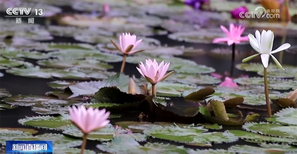 “秋日经济”升温聚人气 “农文旅融合”新玩法展现乡村振兴蓬勃活力