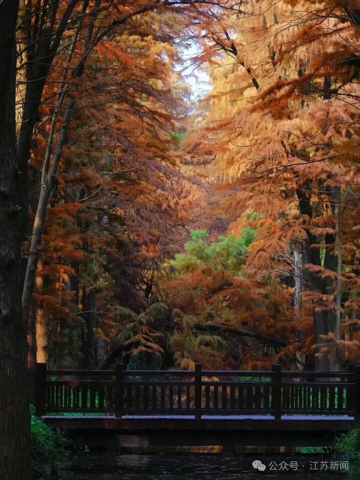 “苏超”夺冠后,泰州官宣:这些景区,免费! “苏超”夺冠后,泰州官宣:这些景区,免费!