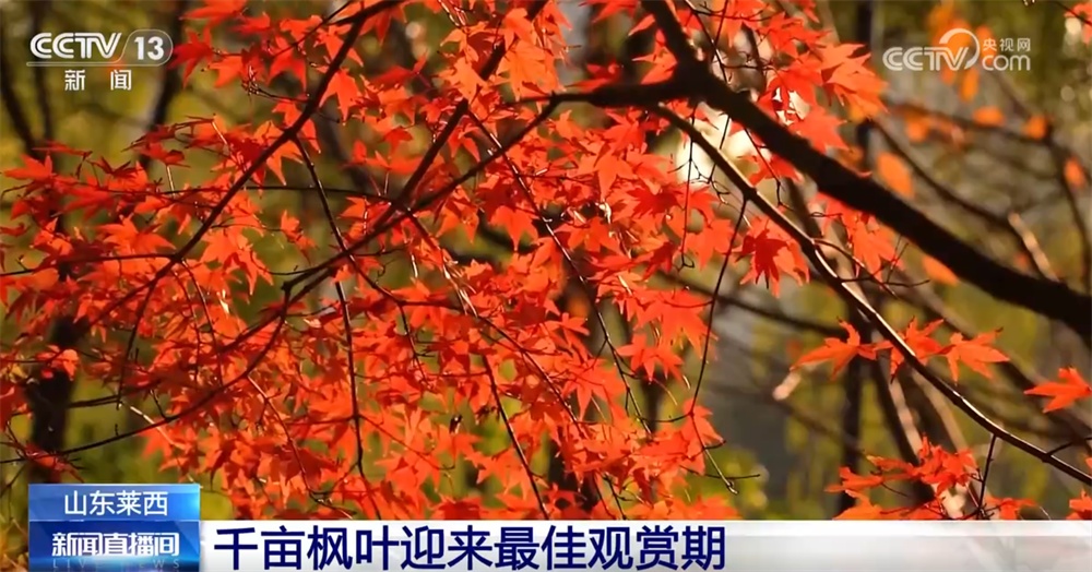 特色“赏秋游”澎湃“秋日经济”新动能 “文旅+”成为激发消费新引擎 特色“赏秋游”澎湃“秋日经济”新动能 “文旅+”成为激发消费新引擎