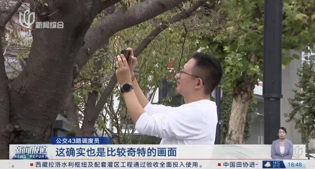 迟到的桂花格外香？三大品种罕见集中绽放！樱花也来凑热闹，上海市民直呼惊奇