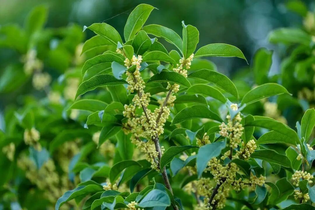 迟到的桂花格外香？三大品种罕见集中绽放！樱花也来凑热闹，上海市民直呼惊奇