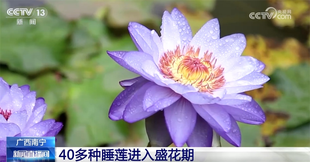 “秋日经济”升温聚人气 “农文旅融合”新玩法展现乡村振兴蓬勃活力