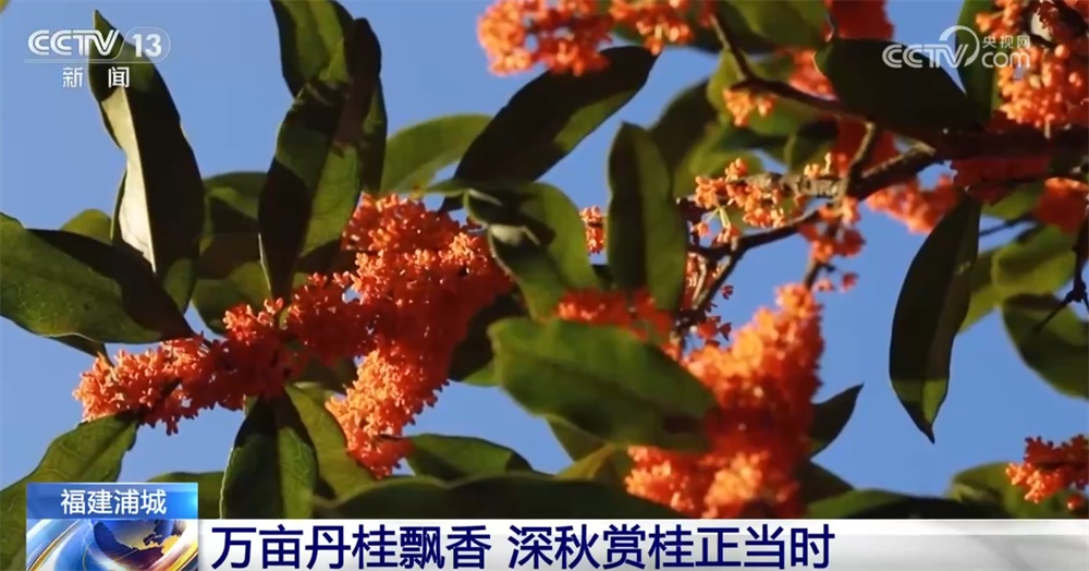 特色“赏秋游”澎湃“秋日经济”新动能 “文旅+”成为激发消费新引擎 特色“赏秋游”澎湃“秋日经济”新动能 “文旅+”成为激发消费新引擎