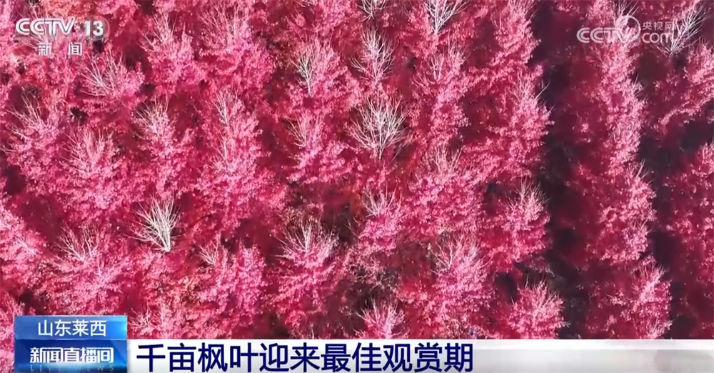 特色“赏秋游”澎湃“秋日经济”新动能 “文旅+”成为激发消费新引擎 特色“赏秋游”澎湃“秋日经济”新动能 “文旅+”成为激发消费新引擎