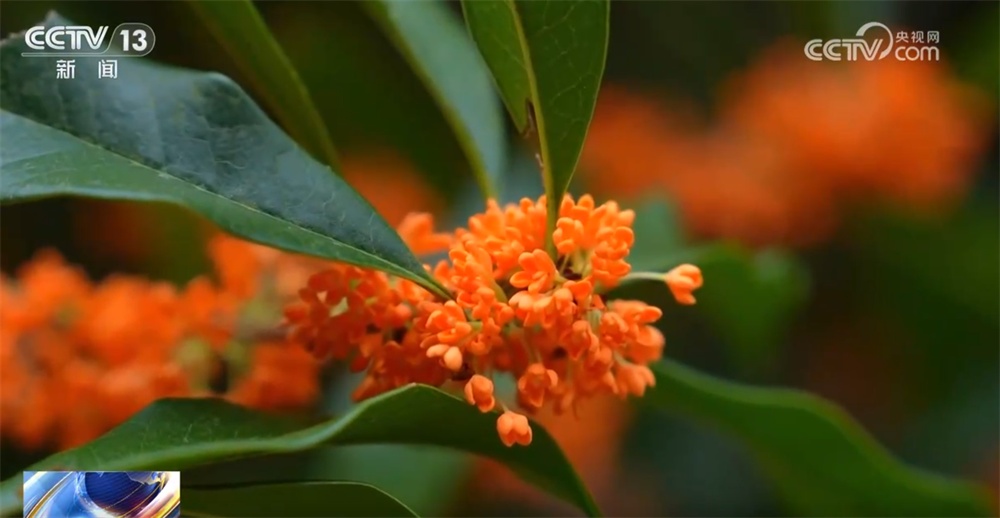 特色“赏秋游”澎湃“秋日经济”新动能 “文旅+”成为激发消费新引擎 特色“赏秋游”澎湃“秋日经济”新动能 “文旅+”成为激发消费新引擎