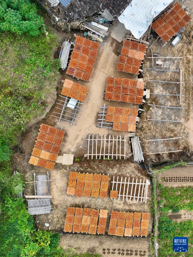 福建永泰:金秋送爽晒好“柿” 福建永泰:金秋送爽晒好“柿”