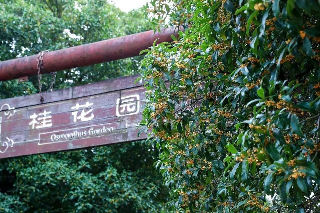 迟到的桂花格外香？三大品种罕见集中绽放！樱花也来凑热闹，上海市民直呼惊奇