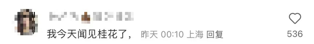 迟到的桂花格外香？三大品种罕见集中绽放！樱花也来凑热闹，上海市民直呼惊奇
