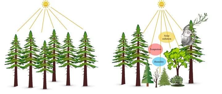 研究表明：滇金丝猴折断树枝，不是“搞破坏”！