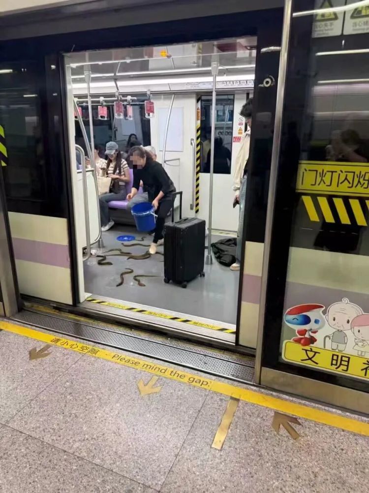 活的大闸蟹不能“坐”上海地铁？一天十几人被拦下，“建议另寻出行方式”