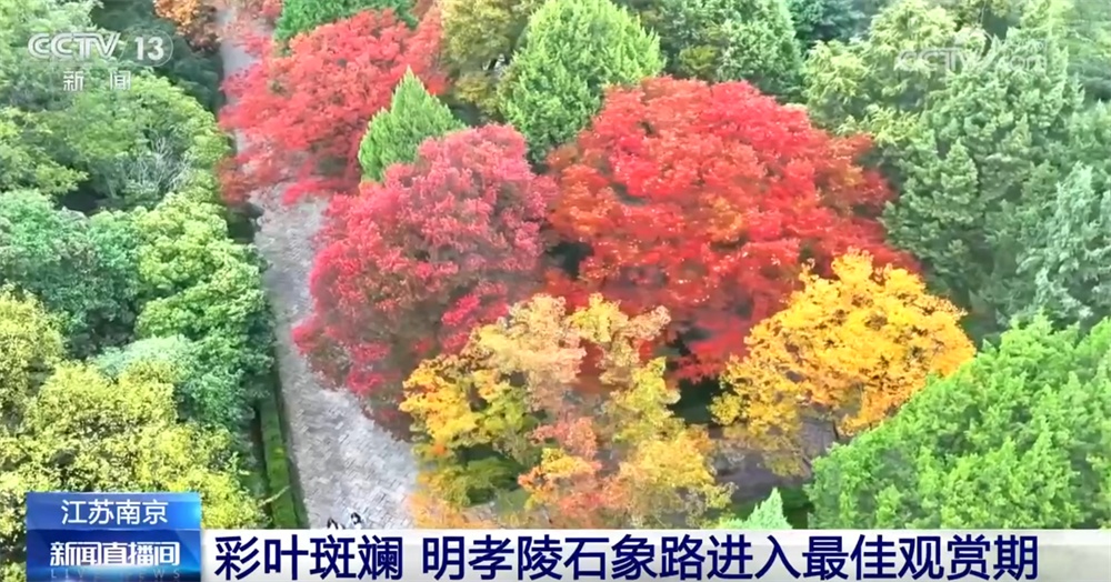 特色“赏秋游”澎湃“秋日经济”新动能 “文旅+”成为激发消费新引擎 特色“赏秋游”澎湃“秋日经济”新动能 “文旅+”成为激发消费新引擎